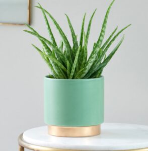 Zdrowe rośliny doniczkowe - Aloes