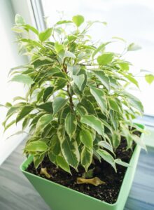 Zdrowe rośliny doniczkowe - fikus