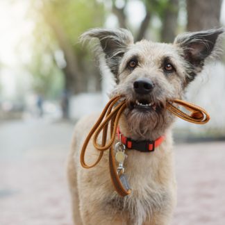 wyprowadzanie psa bez smyczy