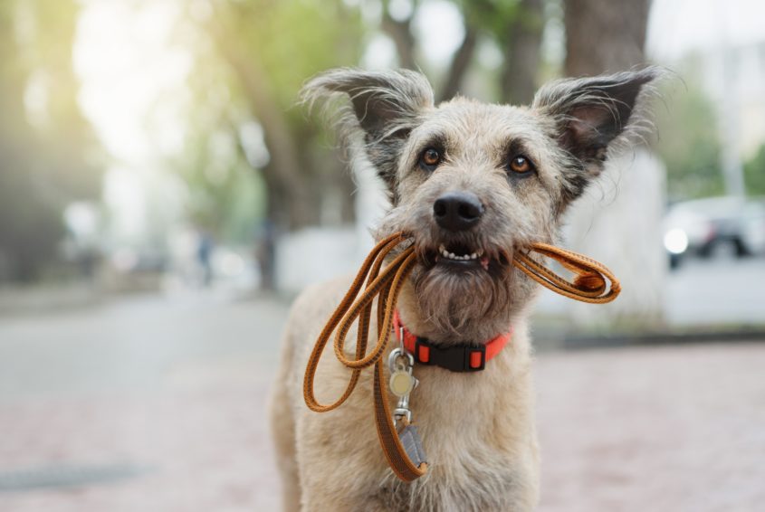 wyprowadzanie psa bez smyczy wyprowadzanie psa bez smyczy