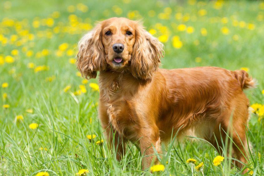 Beautiful cocker spaniel