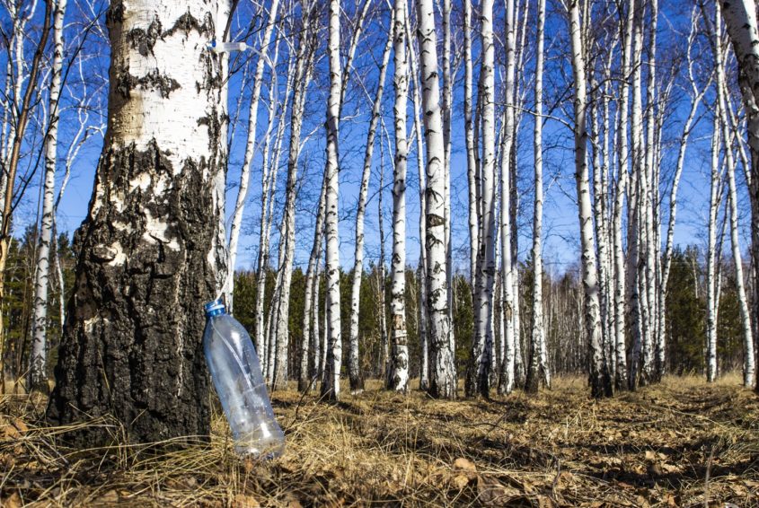 Woda z brzozy