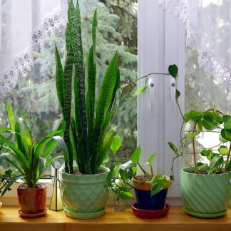 Zdrowe rośliny doniczkowe