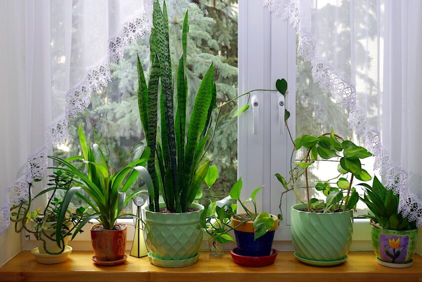 Zdrowe rośliny doniczkowe_1 Zdrowe rośliny doniczkowe