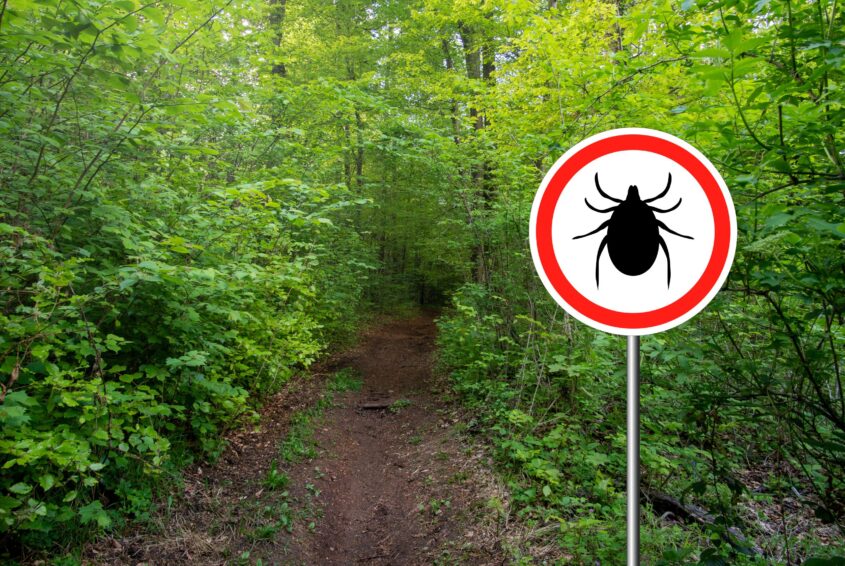 Sezon na kleszcze Sezon na kleszcze