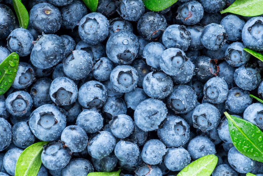 Polskie borówki polskie borówki