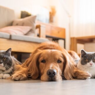 zwierzaki domowe - 5 mitów