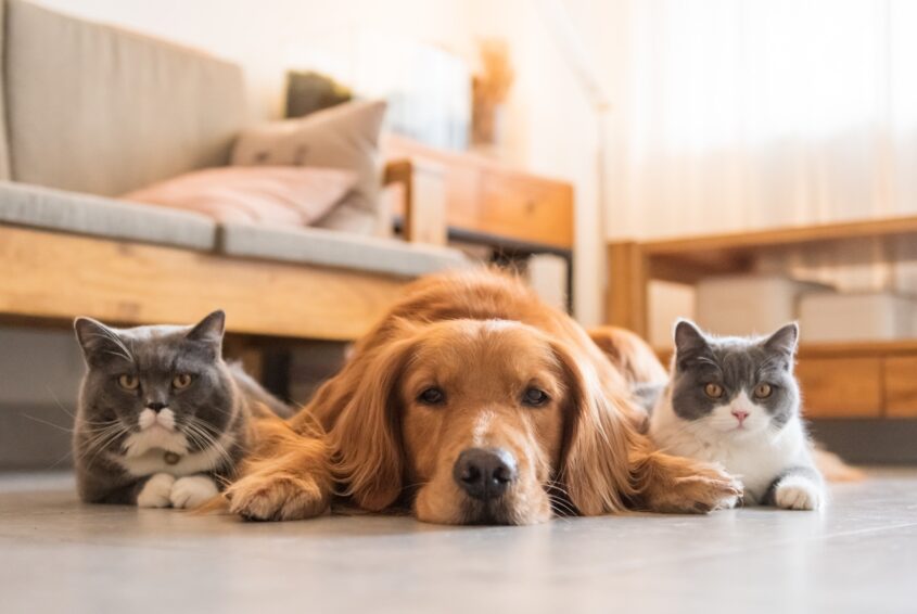 Zwierzaki domowe zwierzaki domowe - 5 mitów