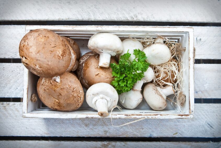 Champignon mushrooms Pieczarki